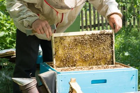The beekeeper checking the beehive Stock Photos