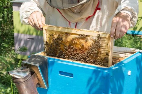 The beekeeper checking the beehive Stock Photos