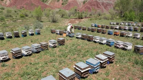 Beekeeper Checking the Beehives, May 26,2021 Zara, Sivas, Turkey Stock Footage 294123803