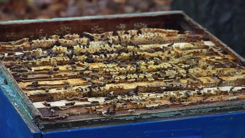 Beekeeper checking bees and bee frames in a wooden hive Stock Footage 227301113