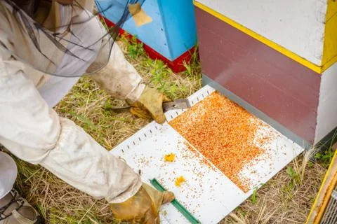 Beekeeper is checking collected colorful bee pollen on white plastic casserol Stock Photos