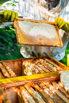 Beekeeper Checking a Filled Beehive with Closed Honeycombs for Bee Honey Wh.. Stock Photos