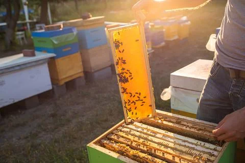 Beekeeper checking his beehives. Bee hotels and app, endangered species, leisure Stock Photos