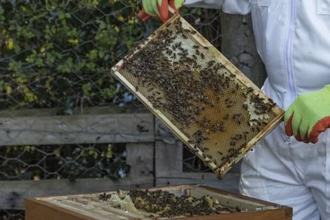 Beekeeper checking his hives in Spring Stock Photos