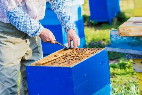 Beekeeper checking hive Stock Photos
