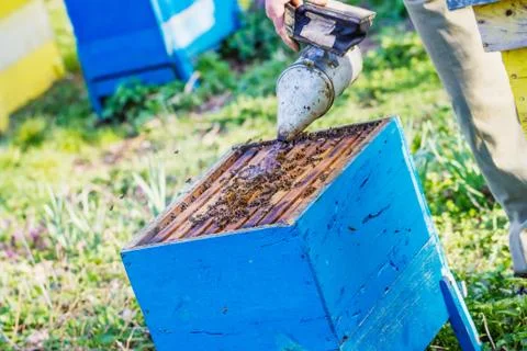 Beekeeper checking hive Stock Photos
