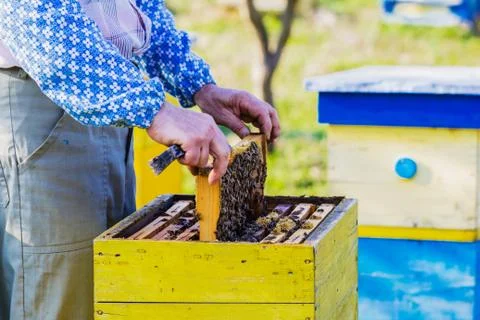 Beekeeper checking hive Stock Photos