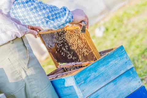 Beekeeper checking hive Stock Photos