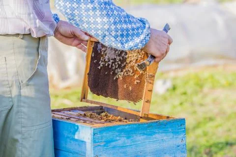 Beekeeper checking hive Stock-Fotos