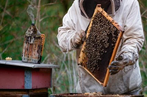 Beekeeper checking honey on the beehive frame in the forest. Stock Photos