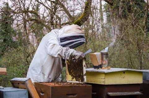 Beekeeper checking honey on the beehive frame in the forest. Stock Photos