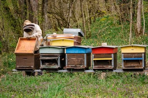 Beekeeper checking honey on the beehive frame in the forest. Stock Photos