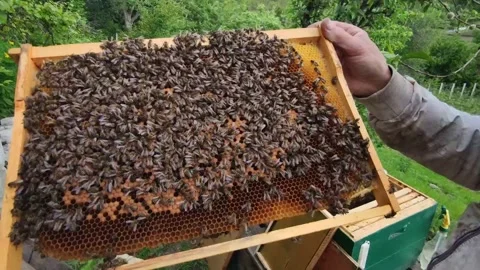 Beekeeper checking the honeycomb covered with bees for honey near hive,honeybee Stock Footage 131129453
