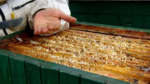 Beekeeper checking honeycomb Stock Footage 39950796