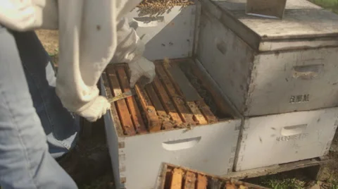 Beekeeper checking honeycomb frame in bee farm Stock Footage 50166805