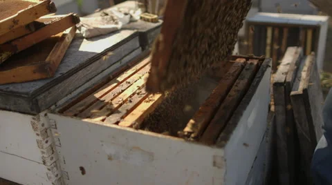 Beekeeper checking honeycomb frame in bee farm Stock Footage 50170149