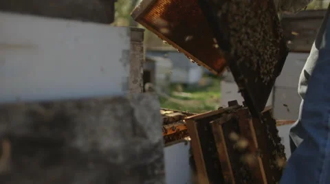 Beekeeper checking honeycomb frames in bee farm Stock Footage 50169975