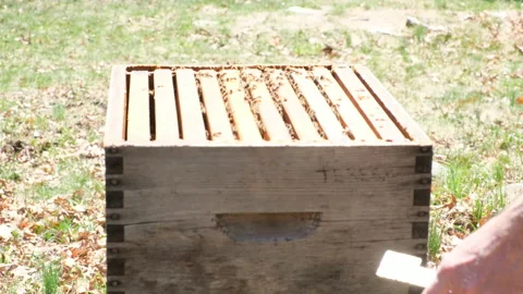 Beekeeper checking langstroth beehive Stock Footage 130588360