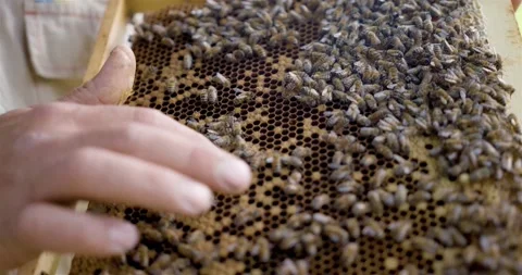 A beekeeper checks the activity of the swarm in the honeycombs on a wooden frame Stock Footage 140036796