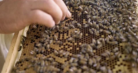 A beekeeper checks the activity of the swarm in the honeycombs on a wooden frame 動画素材 140037634