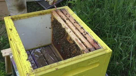Beekeeper checks the beehive Stock Footage 51173211