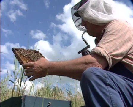 Beekeeper checks beehive using a smoker to keep the bees relaxed - low angle Stock Footage 41466428