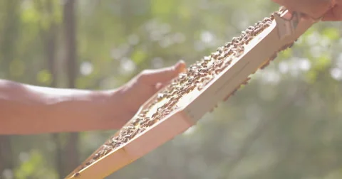 Beekeeper checks frame with honeycombs and then puts it in the hive Stock-Footage 67570598
