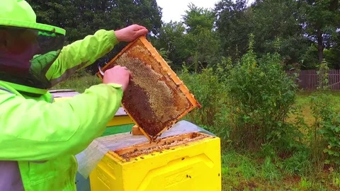 Beekeeper checks his hives Stock Footage 80008050