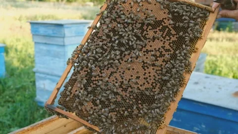 The beekeeper checks the hive. Looks at bees in the sun. Stock Footage 137551223