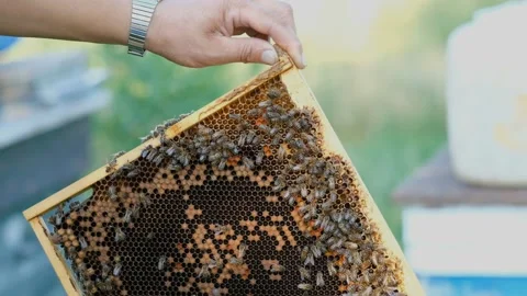 The beekeeper checks the hive. Looks at bees in the sun. Stock Footage 137551292