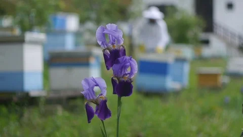 The beekeeper checks the hives Stock Footage 107467504