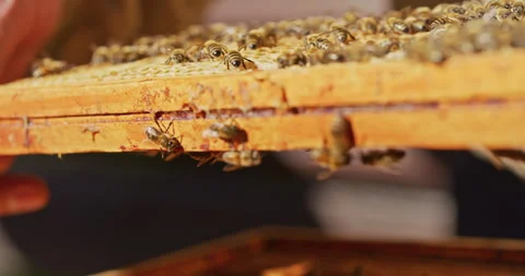 Beekeeper Checks Honeycomb in Apiary Video stock 275584705