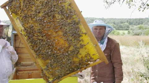 Beekeeper checks honeycombs with bees Vidéo 68653330