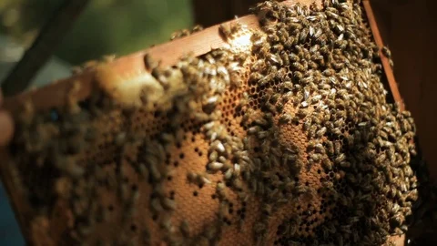 Beekeeper checks how the bees prepare honey work in beehive wooden racks waxen Stock Footage 76860876