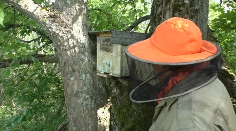 Beekeeper checks the trap in the forest Video stock 51172585
