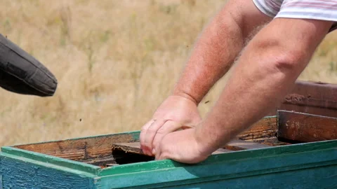 Beekeeper Chooses a Honey Frame Stock Footage 134966296