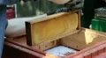 Beekeeper is cleaning frames from propolis and beeswax in apiary HD Footage