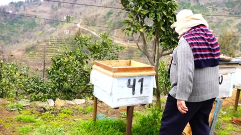 The beekeeper closes the hive Stock Footage 151464592