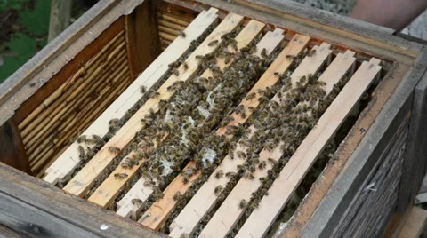 Beekeeper closing the beehive. 스톡 동영상 39292960