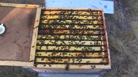 BEEKEEPER CLOSING A BEEKEEPING PANEL Stock Footage 95094378