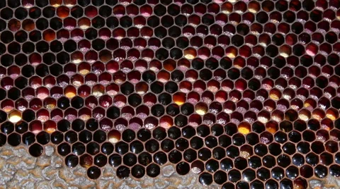 Beekeeper collecting honey in the garden from bee apiary Stock-Footage 54234792