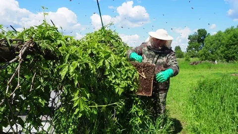 The beekeeper collects the bees swarming Stock Footage 82954996