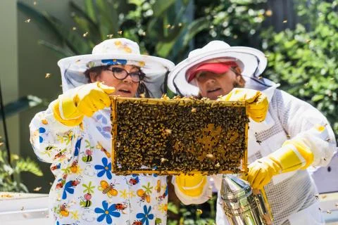 Beekeeper controlling beehive and comb frame Stock Photos