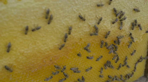 Beekeeper controlling beeyard and bees Stock Footage 57309735