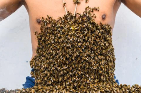 A beekeeper covered in bees, bee treatment. Stock Photos