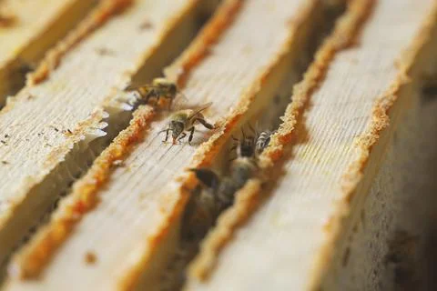 The beekeeper covers the nesting frames in the beehive with a cloth. Stock Photos