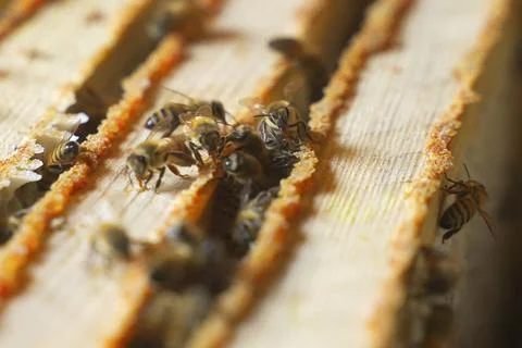 The beekeeper covers the nesting frames in the beehive with a cloth. Stock Photos