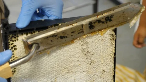 A beekeeper cuts the caps off the honeycomb to extract the honey Stock Footage 116757596