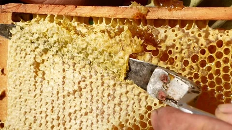 The beekeeper cuts the wax on the bee frame. Thick golden honey flows from under Stock-Footage 204888760