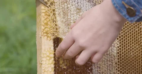 The beekeeper cuts the wax from the frame with a knife. Honey harvest Stock Footage 140036694
